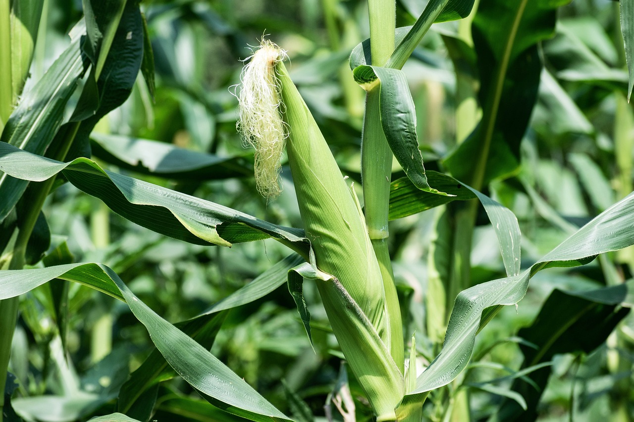 The adoption of climate-smart agricultural practices, such as improved seed varieties and efficient irrigation, can significantly boost productivity while adapting to changing conditions.