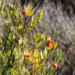 The African Sandalwood