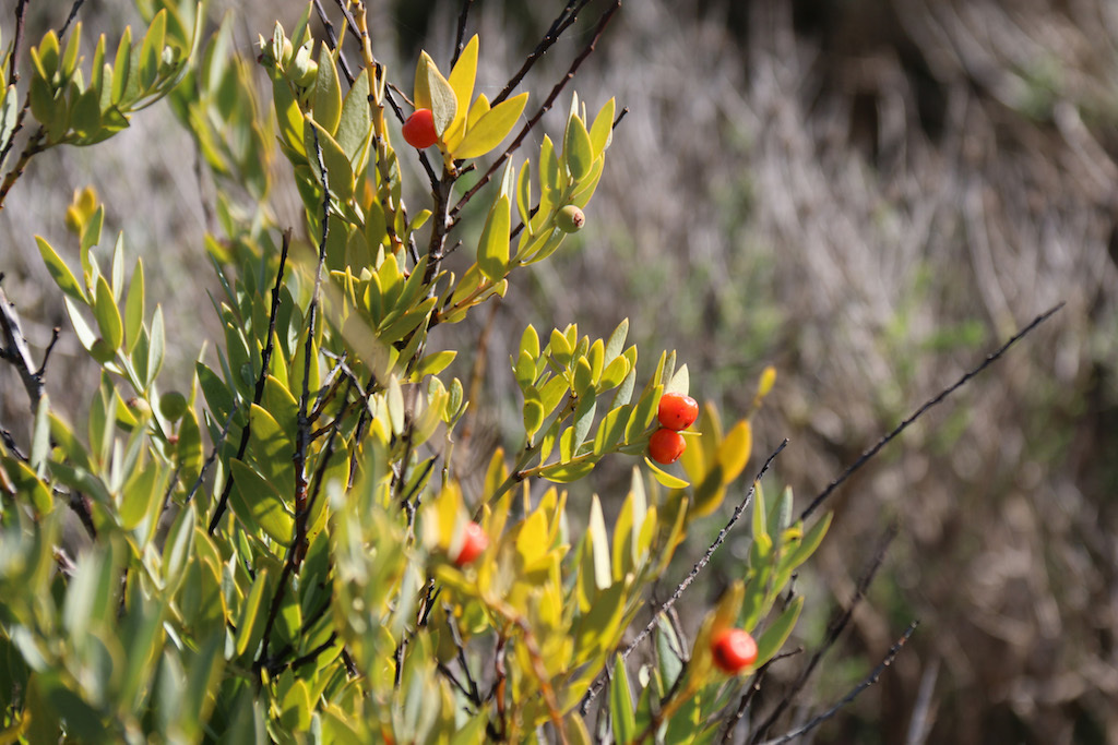 The African Sandalwood